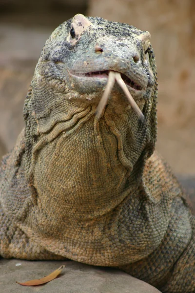 Komodo Dragon — Stock Photo, Image