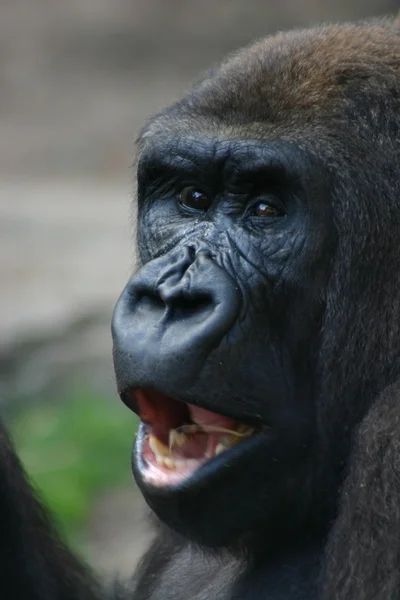 Goril — Stok fotoğraf