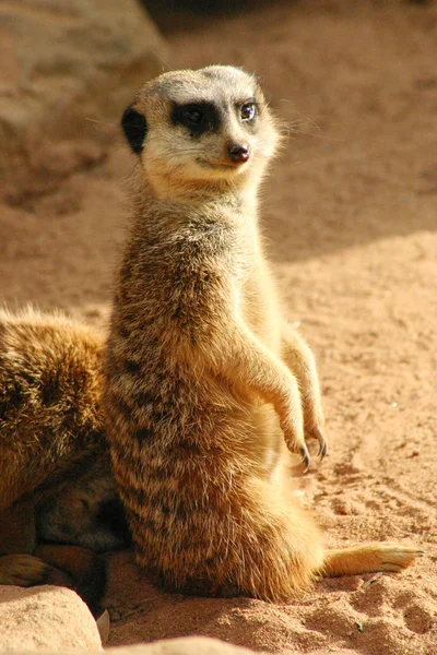 Meerkat suricata — Zdjęcie stockowe