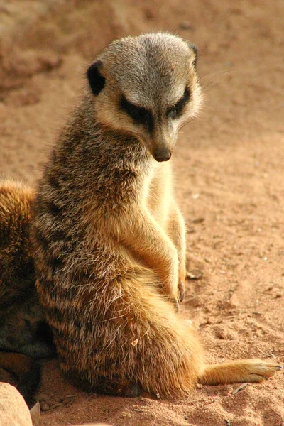 Suricata de suricata — Foto de Stock