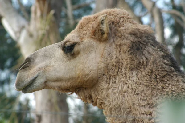 Faccia di cammello — Foto Stock