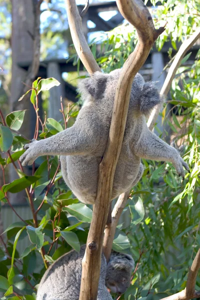 Ледачий Koala — стокове фото