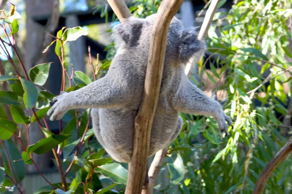 Lata koala — Stockfoto