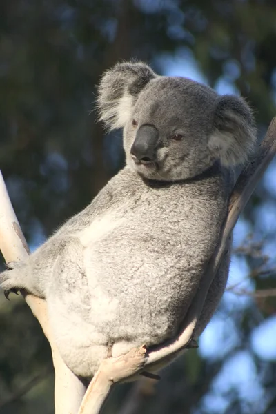 Koala perezoso — Foto de Stock
