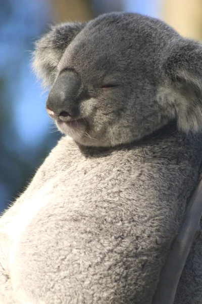 Ледачий Koala — стокове фото