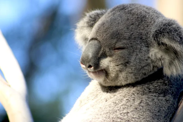 Lusta koala — Stock Fotó