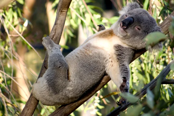 Fauler Koala Stockfoto