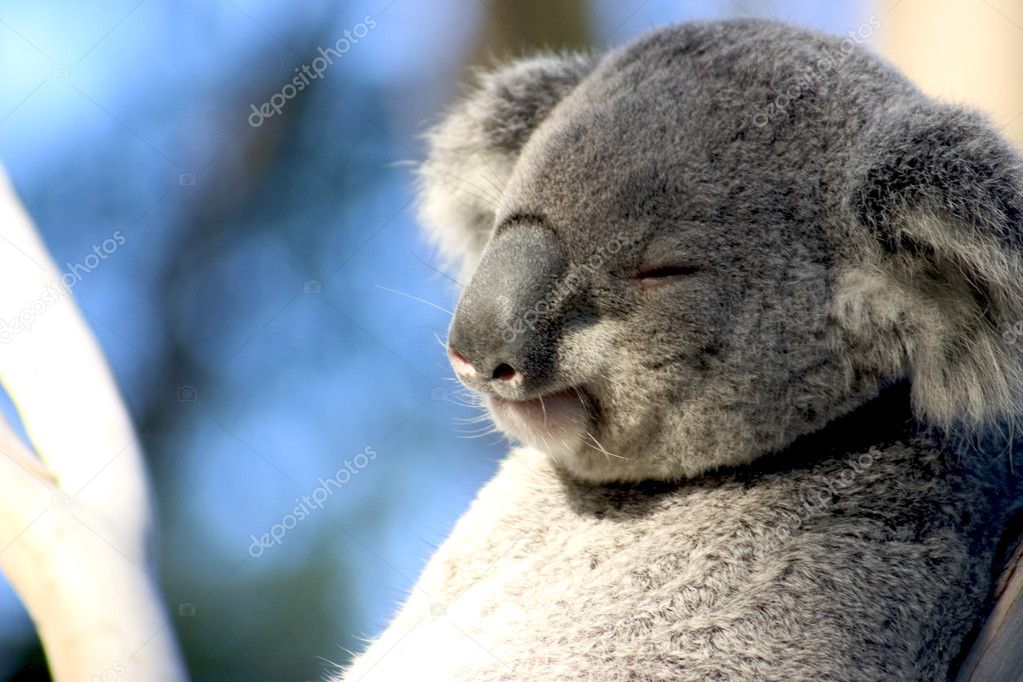 Lazy Koala Stock Photo by ©woodstock 8295971