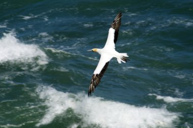 Gannet