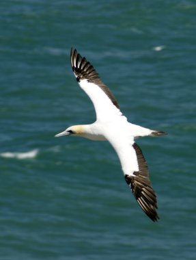 Gannet