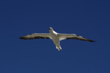 Gannet