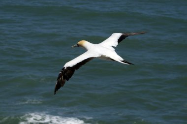 Gannet