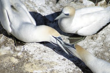 Gannet