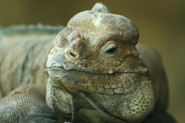 gergedan iguana
