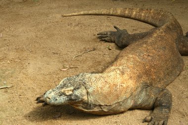 Komodo Ejderi