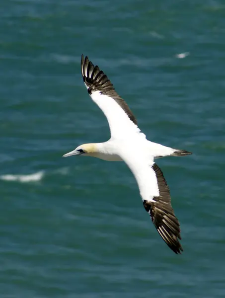 stock image Gannet