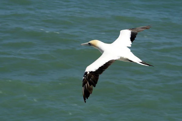 stock image Gannet