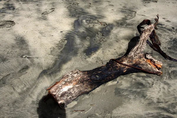 Stock image Driftwood