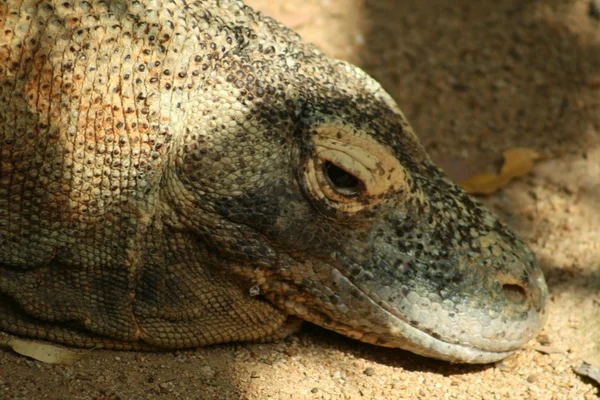 Komodo dragon — Stock fotografie