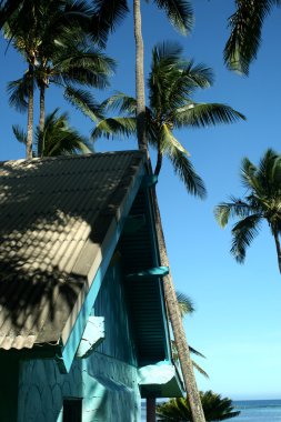 palmiye ağaçları altında