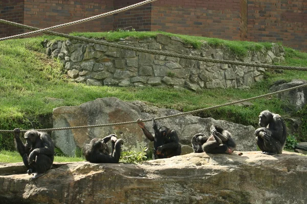 動物園でチンパンジーのグループ — ストック写真