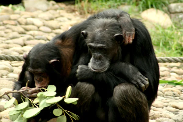 Chimpanze — Stockfoto