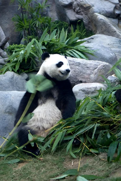 Panda medve — Stock Fotó