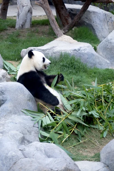 Pandabär — Stockfoto