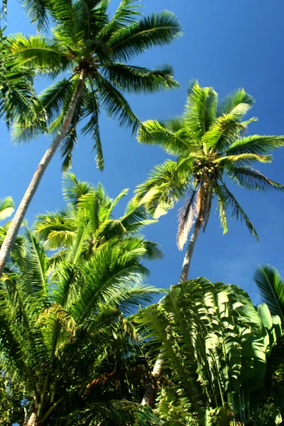 Onder de palmbomen — Stockfoto