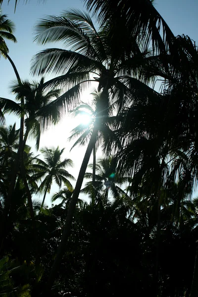 Sub palmieri — Fotografie, imagine de stoc