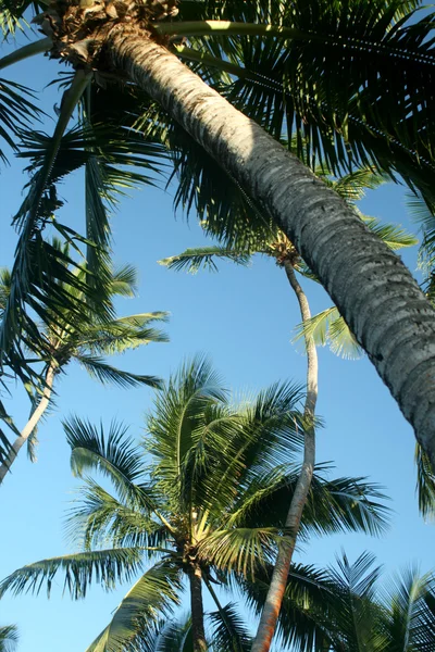 Under palmer träd — Stockfoto