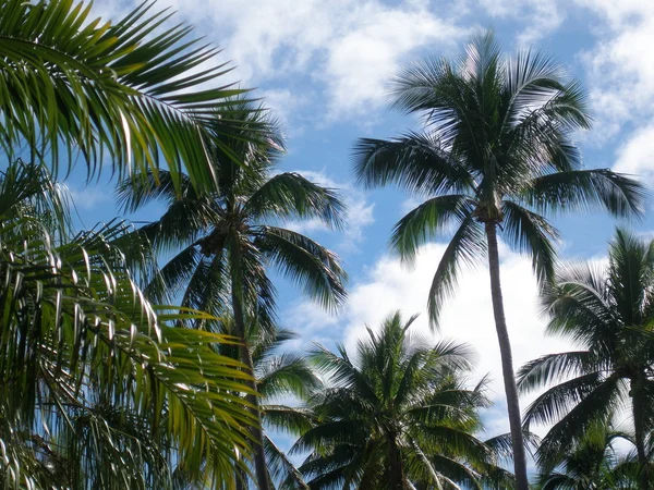 Onder de palmbomen — Stockfoto