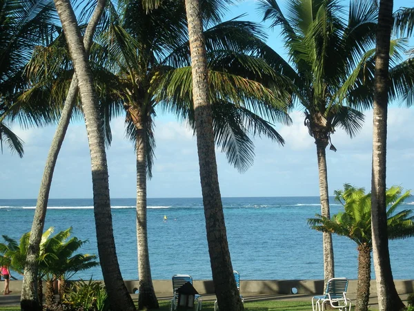 Palmen an einer Meeresküste — Stockfoto