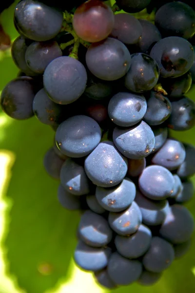 Şaraplık — Stok fotoğraf