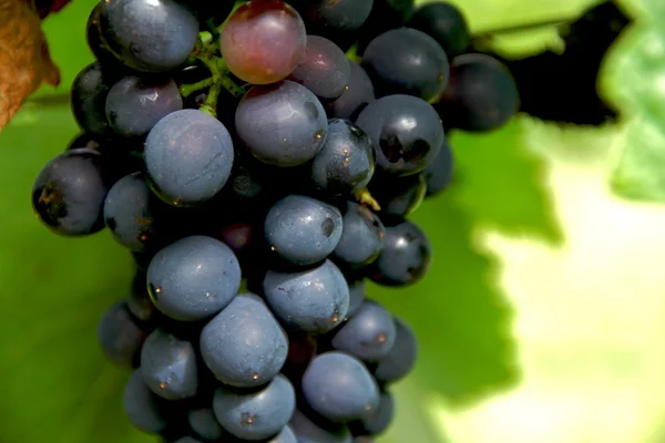 Raisins de vin — Photo