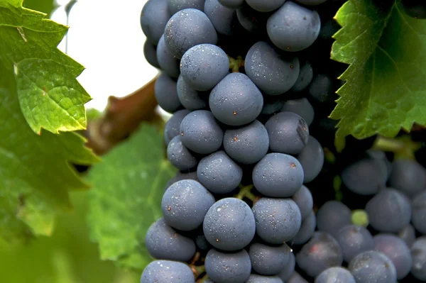 Uvas de vinho — Fotografia de Stock