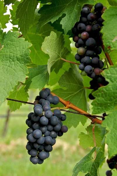 Vinné hrozny — Stock fotografie