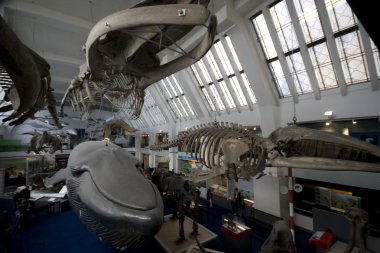 Whale Exhibition clipart