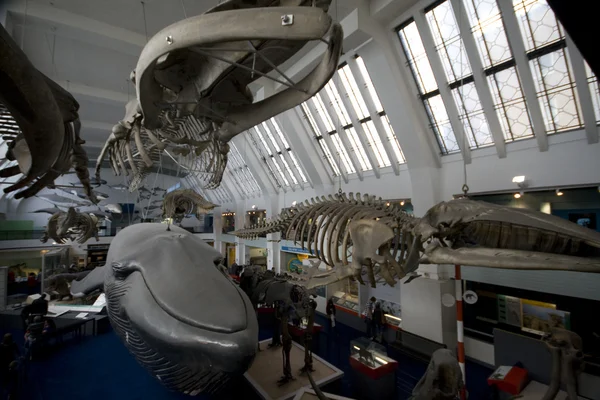 Výstava velryba — Stock fotografie