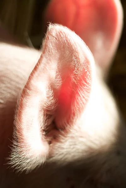 Свині вухо — стокове фото
