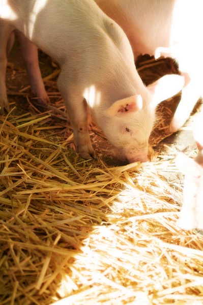 Piglet — Stock Photo, Image