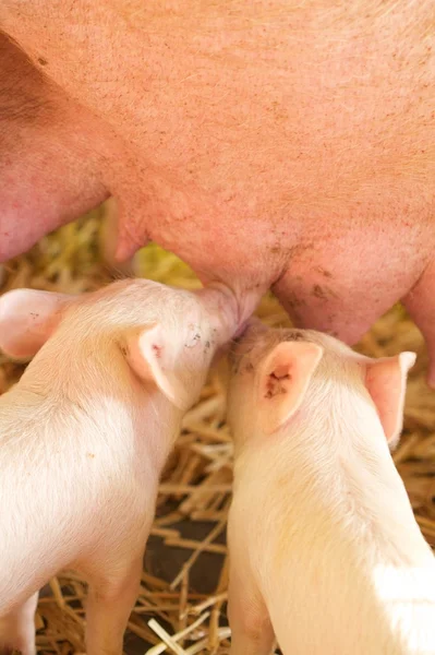 Porc de alăptare — Fotografie, imagine de stoc