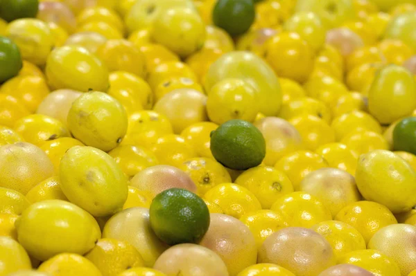 Čerstvé citrusové plody Stock Obrázky