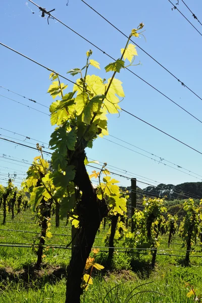 New season grapevine — Stock Photo, Image