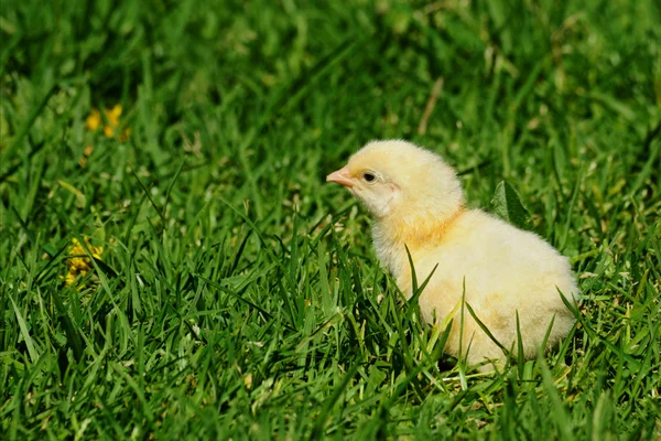 Flauschiges Huhn mit Platz — Stockfoto
