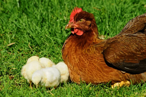 Kippen dicht bij moeder — Stockfoto