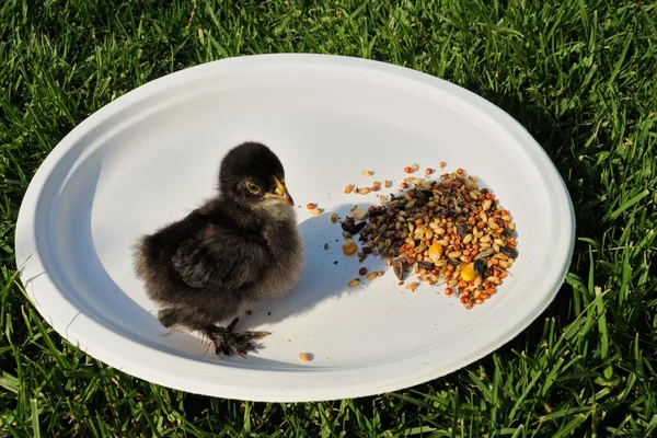 Pollo esponjoso en el plato — Foto de Stock