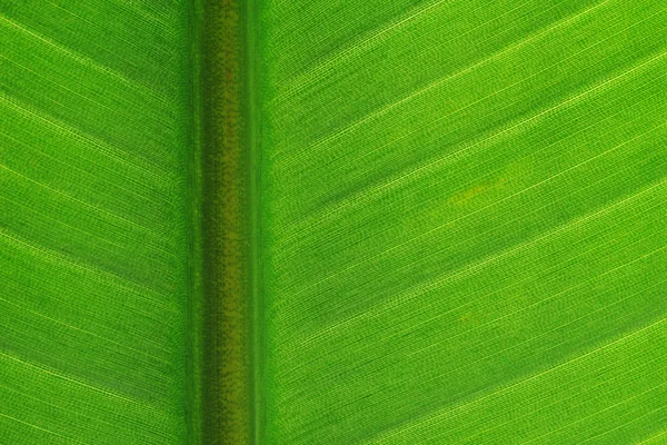 Strelitzia leaf — Stock Photo, Image