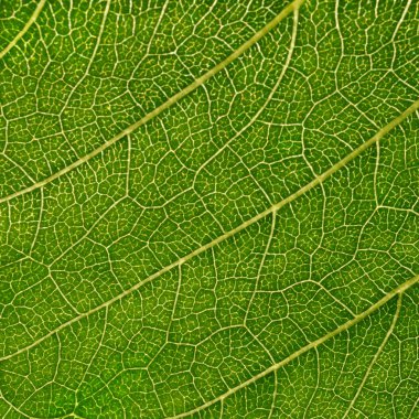 Sunflower leaf clipart