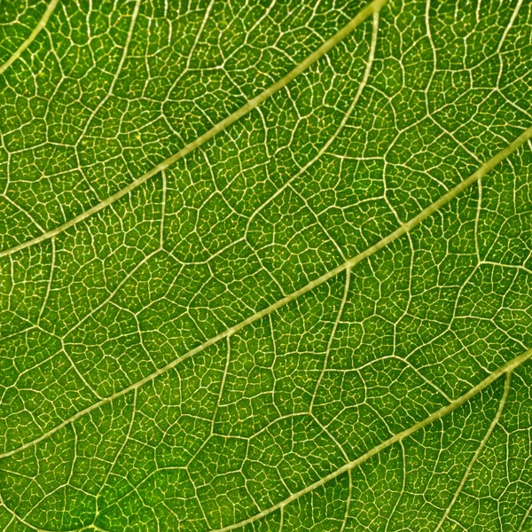 Sunflower leaf — Stock Photo, Image